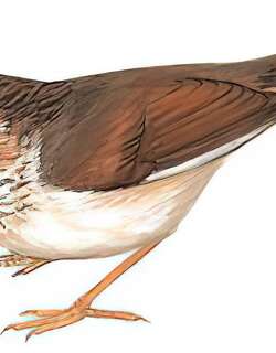 高山雀鹛 / Chinese Fulvetta / Fulvetta striaticollis