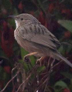 阿富汗鸫鹛 / Afghan Babbler / Argya huttoni