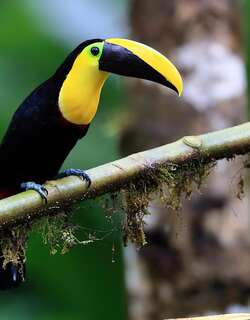 乔科巨嘴鸟 / Choco Toucan / Ramphastos brevis