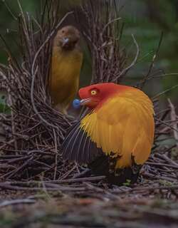 火红辉亭鸟 / Flame Bowerbird / Sericulus ardens