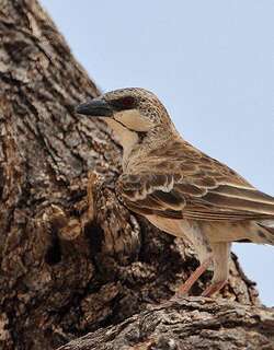 肯尼亚织布鸟 / Donaldson Smith’s Sparrow-Weaver / Plocepasser donaldsoni