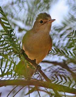 非洲苇莺 / African Reed Warbler / Acrocephalus baeticatus