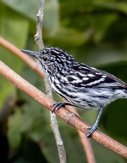 红蚁鹩 / Cherrie’s Antwren / Myrmotherula cherriei