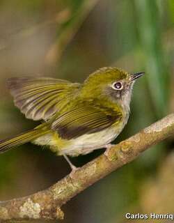 巴西姬霸鹟 / Serra do Mar Tyrannulet / Phylloscartes difficilis