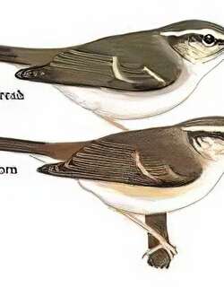 灰脚柳莺 / Pale-legged Warbler