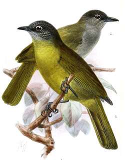 黑眉绿鹎 / Black-browed Greenbul / Arizelocichla fusciceps