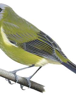 新西兰吸蜜鸟 / New Zealand Bellbird / Anthornis melanura