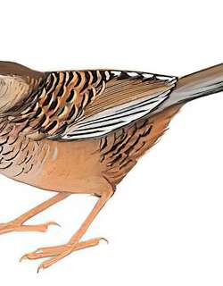 斑背噪鹛 / Barred Laughingthrush / Ianthocincla lunulata