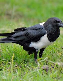 非洲白颈鸦 / Pied Crow / Corvus albus