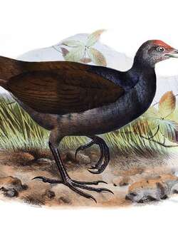 红斑塚雉 / Melanesian Megapode / Megapodius eremita