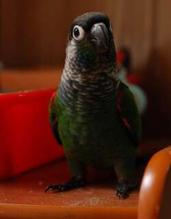 绯红腹鹦哥 / Pearly Parakeet / Pyrrhura lepida