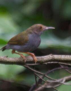 绿拱翅莺 / Olive-green Camaroptera / Camaroptera chloronota