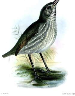 拟鸫蚁鸫 / Thrush-like Antpitta / Myrmothera campanisona
