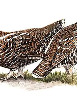 斑尾榛鸡 / Chinese Grouse / Tetrastes sewerzowi