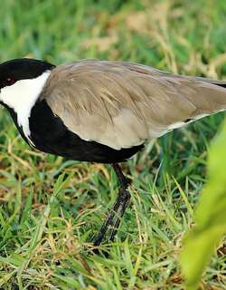 黑胸麦鸡 / Spur-winged Lapwing / Vanellus spinosus