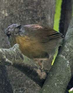 黄领纹胸鹛 / Grey-cheeked Tit-Babbler / Mixornis flavicollis