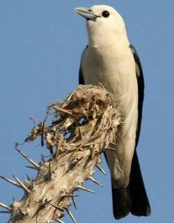 白头钩嘴鵙 / White-headed Vanga / Artamella viridis