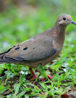 哀鸽 / Mourning Dove / Zenaida macroura