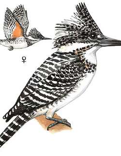 冠鱼狗 / Crested Kingfisher / Megaceryle lugubris