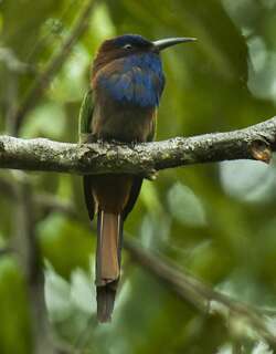 须蜂虎 / Purple-bearded Bee-eater / Meropogon forsteni