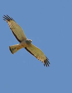 斑腹鹞 / Cinereous Harrier / Circus cinereus