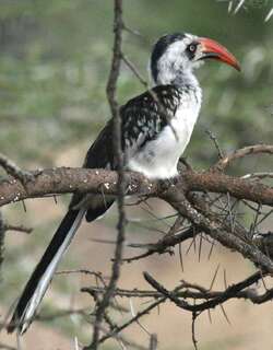 坦桑尼亚红嘴犀鸟 / Tanzanian Red-billed Hornbill / Tockus ruahae