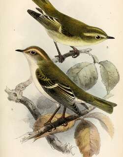 布氏柳莺 / Brooks’s Leaf Warbler / Phylloscopus subviridis