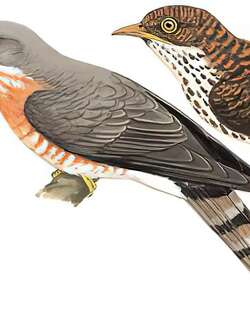 普通鹰鹃 / Common Hawk-Cuckoo / Hierococcyx varius