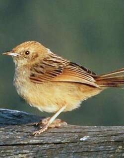 啸声扇尾莺 / Wailing Cisticola / Cisticola lais