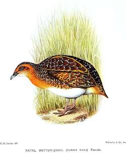 黑腰三趾鹑 / Black-rumped Buttonquail / Turnix nanus