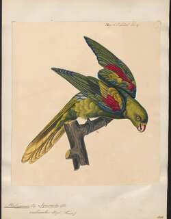 帝汶红翅鹦鹉 / Jonquil Parrot / Aprosmictus jonquillaceus