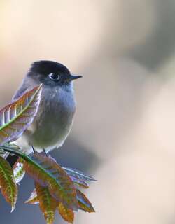 黑顶纹霸鹟 / Black-capped Flycatcher / Empidonax atriceps