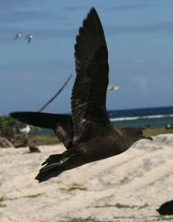 黑鹱 / Christmas Shearwater / Puffinus nativitatis