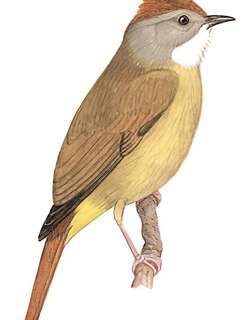 白喉冠鹎 / Puff-throated Bulbul / Alophoixus pallidus