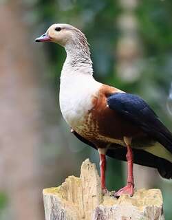 绿翅雁 / Orinoco Goose / Neochen jubata