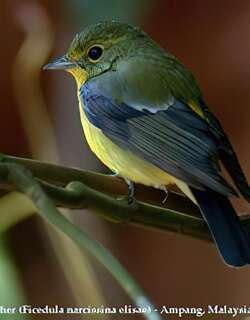 绿背姬鹟 / Green-backed Flycatcher / Ficedula elisae