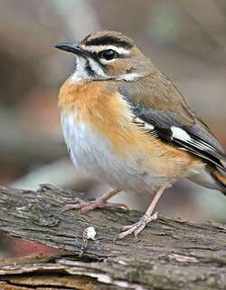 东须薮鸲 / Bearded Scrub Robin / Cercotrichas quadrivirgata