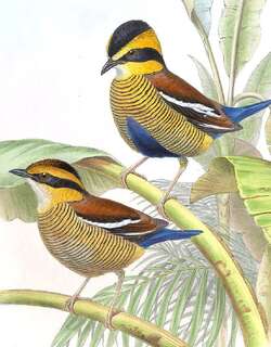 婆罗洲蓝尾八色鸫 / Bornean Banded Pitta / Hydrornis schwaneri