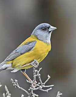 南美岭雀鹀 / Patagonian Sierra Finch / Phrygilus patagonicus
