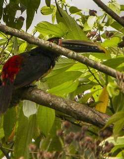 斑嘴簇舌巨嘴鸟 / Stripe-billed Aracari / Pteroglossus sanguineus