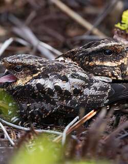 环颈毛腿夜鹰 / Satanic Nightjar / Eurostopodus diabolicus