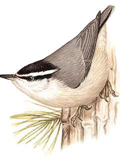 黑头䴓 / Chinese Nuthatch / Sitta villosa