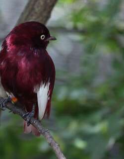 白翅紫伞鸟 / Pompadour Cotinga / Xipholena punicea