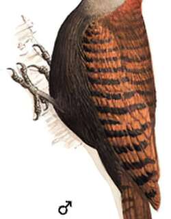黄嘴栗啄木鸟 / Bay Woodpecker / Blythipicus pyrrhotis