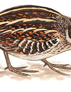 姬鹬 / Jack Snipe / Lymnocryptes minimus