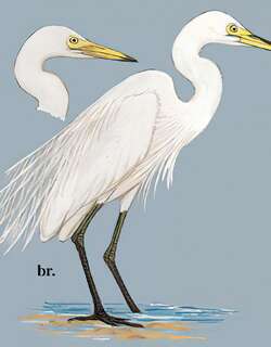 中白鹭 / Intermediate Egret / Ardea intermedia