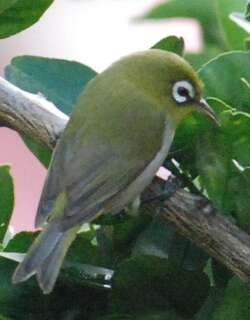 绿背绣眼鸟 / Green-backed White-eye / Zosterops xanthochroa
