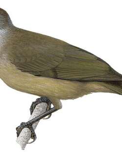 暗吮蜜鸟 / Dusky Friarbird / Philemon fuscicapillus