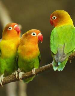 费沙氏情侣鹦鹉 / Fischer’s Lovebird / Agapornis fischeri