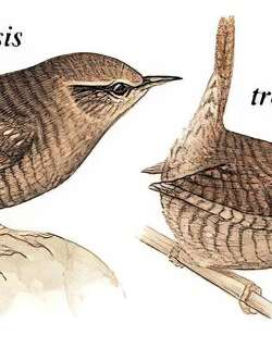 鹪鹩 / Eurasian Wren / Troglodytes troglodytes